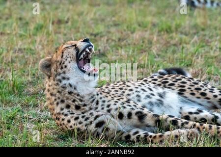 Eine Gruppe von Geparden, die sich in der Ebene entspannen und pflegen Sich gegenseitig im Masai Mara National Reserve während einer Tierwelt safari Stockfoto