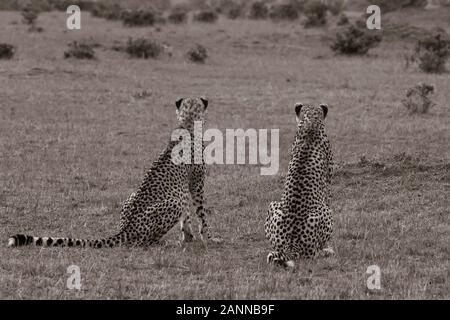 Eine Gruppe von Geparden, die sich in der Ebene entspannen und pflegen Sich gegenseitig im Masai Mara National Reserve während einer Tierwelt safari Stockfoto