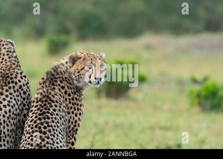 Eine Gruppe von Geparden, die sich in der Ebene entspannen und pflegen Sich gegenseitig im Masai Mara National Reserve während einer Tierwelt safari Stockfoto