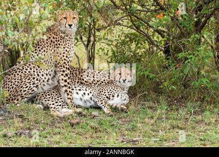 Eine Gruppe von Geparden, die sich in der Ebene entspannen und pflegen Sich gegenseitig im Masai Mara National Reserve während einer Tierwelt safari Stockfoto