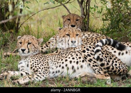 Eine Gruppe von Geparden, die sich in der Ebene entspannen und pflegen Sich gegenseitig im Masai Mara National Reserve während einer Tierwelt safari Stockfoto