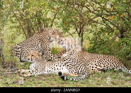 Eine Gruppe von Geparden, die sich in der Ebene entspannen und pflegen Sich gegenseitig im Masai Mara National Reserve während einer Tierwelt safari Stockfoto