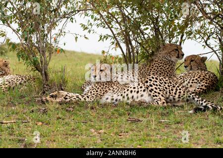 Eine Gruppe von Geparden, die sich in der Ebene entspannen und pflegen Sich gegenseitig im Masai Mara National Reserve während einer Tierwelt safari Stockfoto