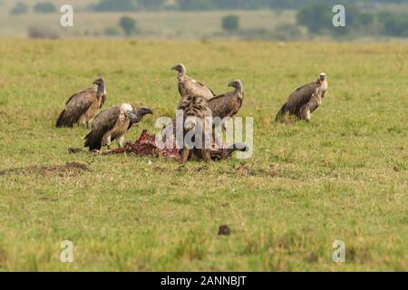 Eine Gruppe von Geiern, die einen frischen Kill essen, von dem sie aufgegeben wurden Hyänen in den Ebenen des Masi Mara National Reserve während Eine Wildtiersafari Stockfoto