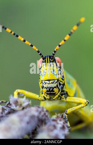 Nahaufnahme der Kopf und die Fühler eines eleganten Grasshopper (Zonocerus elegans), grüner Hintergrund, Drakensberge, Südafrika Stockfoto