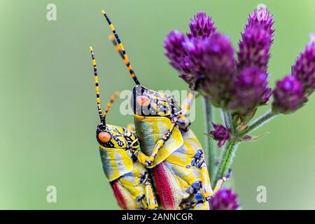 Nahaufnahme der Paarung Heuschrecken (Zonocerus elegans) auf Lila Blume, grün Hintergrund, Drakensberge, Südafrika Stockfoto