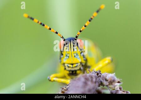 Nahaufnahme der Kopf eines eleganten Grasshopper (Zonocerus elegans), Fokus auf Fühler, Drakensberge, Südafrika Stockfoto