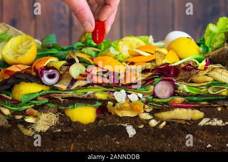 Männliche Speichern eines noch essbar Cherry Tomaten aus ein komposthaufen von rotting Küche Gemüse, bestehend aus Zitrone und Zwiebel schält Stockfoto