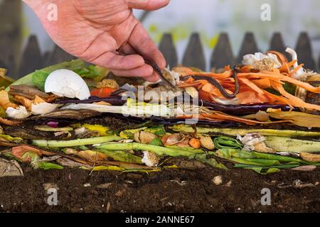 Männliche Hand vorsichtig Regenwürmer lösen (Lumbricus terrestris) auf einem komposthaufen Kompostierung Rate zu erhöhen Stockfoto