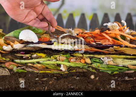 Männliche Hand vorsichtig Regenwürmer lösen (Lumbricus terrestris) auf einem komposthaufen Kompostierung Rate zu erhöhen Stockfoto