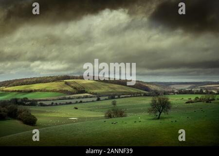 Sonnenlicht bewegt sich über sanfte Hügel und Felder in der englischen Landschaft mit Rindern umgeben Bäume, der South Downs Nationalpark, Hampshire Stockfoto