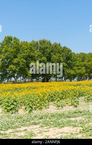 Feld mit Sonnenblumen im Emporda, Catalunya, Costa Brava, Spanien Stockfoto