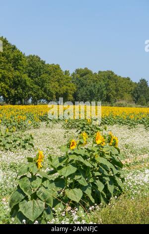 Feld mit Sonnenblumen im Emporda, Catalunya, Costa Brava, Spanien Stockfoto