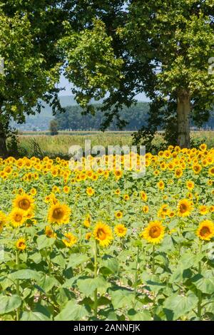 Feld mit Sonnenblumen im Emporda, Catalunya, Costa Brava, Spanien Stockfoto