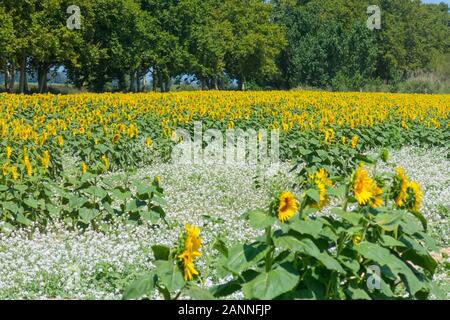Feld mit Sonnenblumen im Emporda, Catalunya, Costa Brava, Spanien Stockfoto