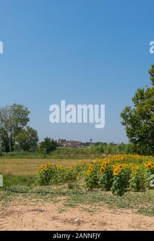Feld mit Sonnenblumen im Emporda, Catalunya, Costa Brava, Spanien Stockfoto