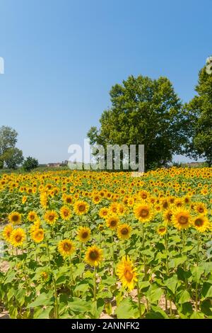 Feld mit Sonnenblumen im Emporda, Catalunya, Costa Brava, Spanien Stockfoto