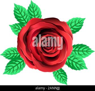 Vector Red Rose Blume. Rose Clipart mit Blüten und Blättern. Transparenten Hintergrund. Close Up. Stock Vektor