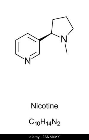 Nikotin Molekül Skelett Formel. 2D-Struktur von C10H14N2, ein süchtig machendes Reizmittel und Alkaloid getrocknete Tabakblätter für Zigaretten und Zigarren. Stockfoto