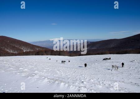 Pferde, Die Auf dem Berggipfel Grasen - Blick von der Spitze Verno (Βέρνο), Aetos, Griechenland zwischen Florina und Kastoria Stockfoto
