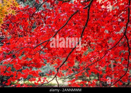 Rot, Gelb und Grün bunte Blätter der britischen Herbst. Stockfoto