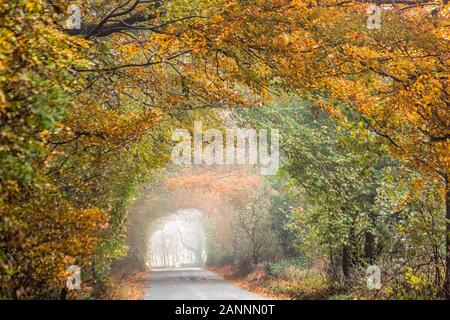 Rot, Gelb und Grün bunte Blätter von UK im Herbst. Stockfoto