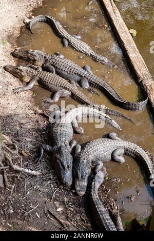 St. Augustine Alligator Farm. Florida. Stockfoto