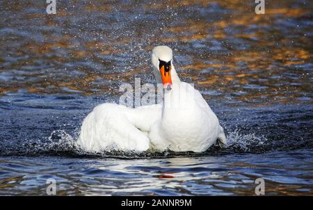 Der Schwan war nur aufräumen. Die dynamische entwickelte er war beeindruckend. Stockfoto