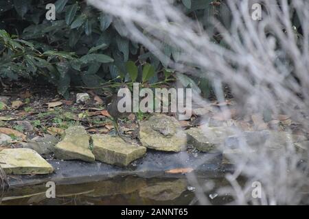 Ein Sumpf Huhn auf den Gartenteich zu Hause Stockfoto