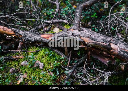 Ein gebrochener Baum liegt auf einer Moss. Wald treibholz von nadelbaum. Sammlung von Holz und Brennholz im Wald. Wald Vegetation. Stockfoto