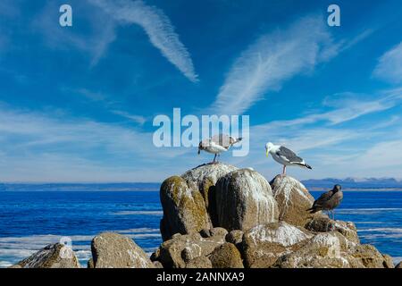 Drei Möwen auf Felsen in Pacific Grove Stockfoto