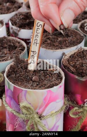 Lathyrus Odoratus. Aussaat Sweet pea Samen in Papier Töpfe im Herbst. Großbritannien Stockfoto