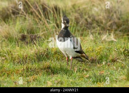 Kiebitz, nördlichen Kiebitz (Vanellus vanillas) auch als Peewit bekannt. Nach Kiebitz im Frühling. Stand in natürlichen Grouse moor Lebensraum, Yorkshire Stockfoto