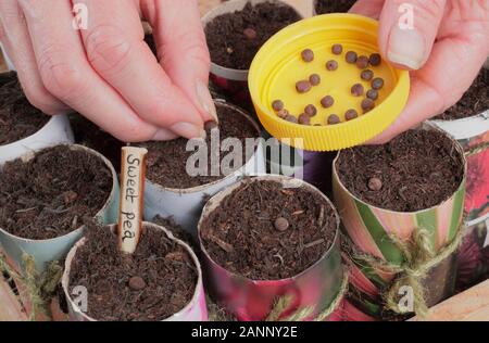 Lathyrus Odoratus. Aussaat Sweet pea Samen in Papier Töpfe im Herbst. Großbritannien Stockfoto