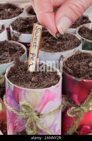 Lathyrus Odoratus. Aussaat Sweet pea Samen in Papier Töpfe im Herbst. Großbritannien Stockfoto