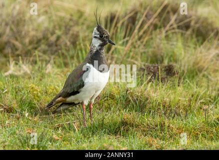 Kiebitz, nördlichen Kiebitz (Vanellus vanillas) auch als Peewit bekannt. Nach Kiebitz im Frühling. Stand in natürlichen Grouse moor Lebensraum, Yorkshire Stockfoto