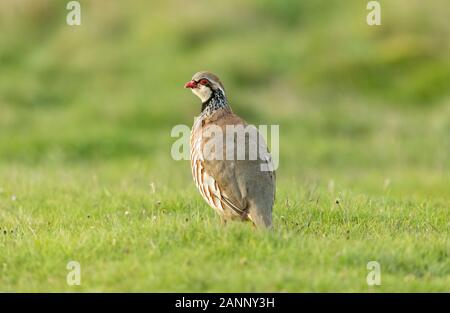 Rebhuhn, erwachsene Französisch oder Red legged Partridge im Frühling. Stand in natürlichen Lebensraum und nach links. Schließen oben. Sauber, grünen Hintergrund. Landschaft Stockfoto