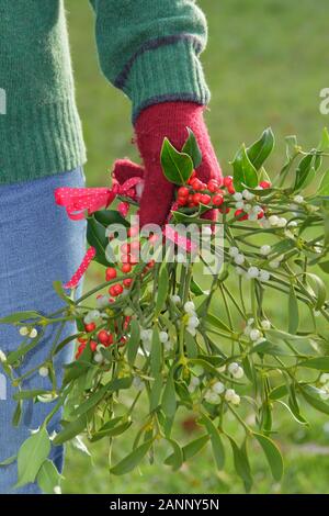 Viscum album und Ilex. Zweige der Mistel und Holly in der englischen Landschaft, die in einem natürlichen Weihnachtsschmuck gesammelt Stockfoto