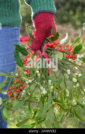 Viscum album und Ilex. Zweige der Mistel und Holly in der englischen Landschaft, die in einem natürlichen Weihnachtsschmuck gesammelt Stockfoto