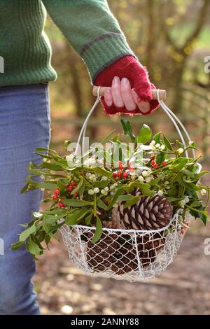 Sammeln von natürlichen winter Dekorationen - Mistel, Holly und tannenzapfen-in einem Korb in der englischen Landschaft. Großbritannien Stockfoto