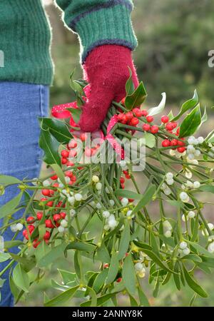 Viscum album und Ilex. Zweige der Mistel und Holly in der englischen Landschaft, die in einem natürlichen Weihnachtsschmuck gesammelt Stockfoto