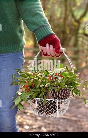 Sammeln von natürlichen winter Dekorationen - Mistel, Holly und tannenzapfen-in einem Korb in der englischen Landschaft. Großbritannien Stockfoto