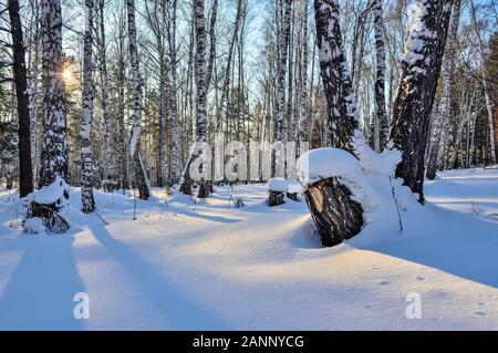 Winter sonniger Tag im Schnee gefroren Birke Wald - Schöne Landschaft. Goldenes Sonnenlicht unter weißen Stämme der Birken, frischen tiefen weichen Schnee glitter Stockfoto