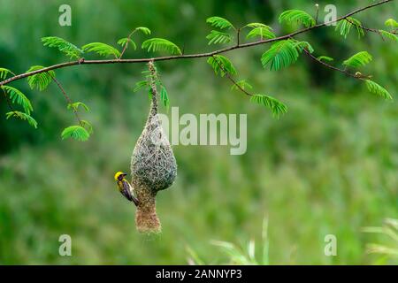 Baya-Weaver-Männchen geben Schlichtungen zum Nesting Stockfoto
