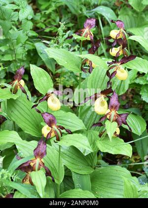 Große Gruppe von Orchideenblumen aus Damen-Pantoffeln, Cypripedium calceolus in der Natur Stockfoto