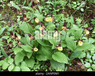 Große Gruppe von Orchideenblumen aus Damen-Pantoffeln, Cypripedium calceolus in der Natur Stockfoto