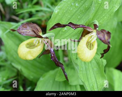 Damen-Pantoffel-Orchideenblume Cypripedium calceolus in der Natur Stockfoto