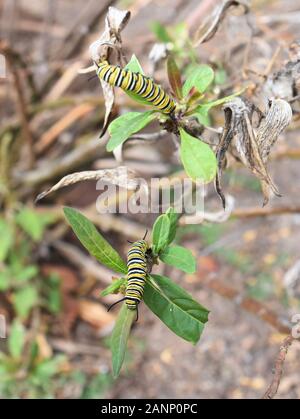 Raupen des Monarch-Schmetterlings Danaus Plexippus an einer Milchkrautpflanze Stockfoto