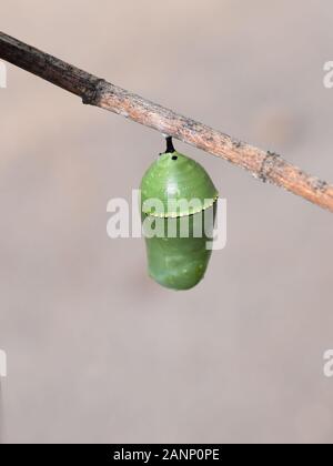 Puppe des Monarch-Schmetterlings Danaus Plexippus, der von einer Perücke hängt Stockfoto