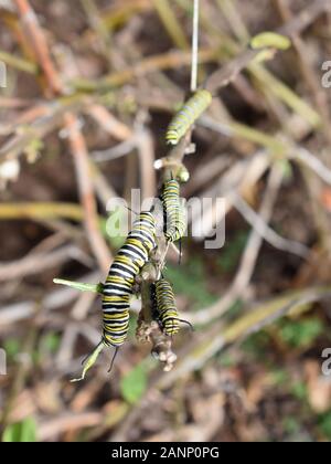 Raupen des Monarch-Schmetterlings Danaus Plexippus an einer Milchkrautpflanze Stockfoto